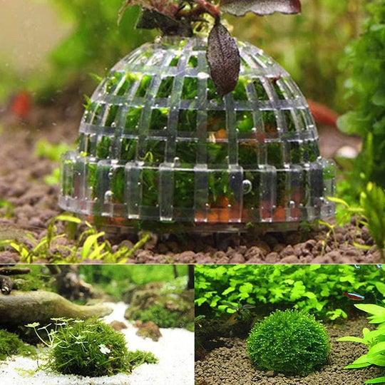 Akvaario Koriste Moss Ball Elävät Kasvit 2