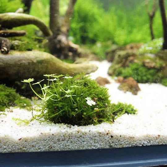Akvaario Koriste Moss Ball Elävät Kasvit 3