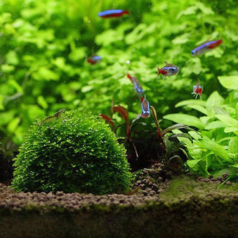 Akvaario Koriste Moss Ball Elävät Kasvit 4