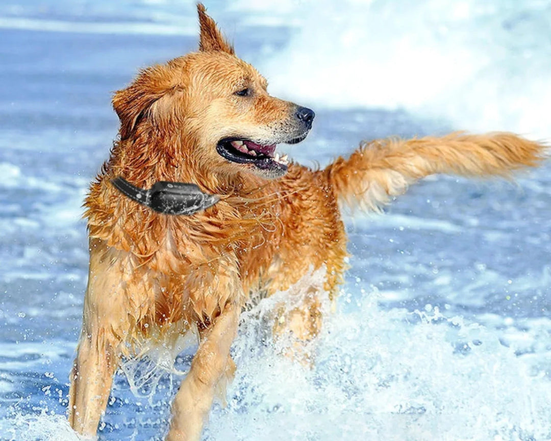 Koiran Koulutuspanta Kaukosäätimellä Vedenpitävä 4