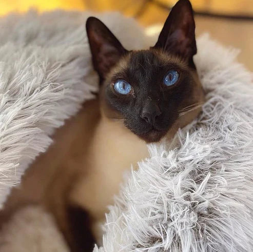 Koiran ja Kissan Pehmopedissä Huppu 2