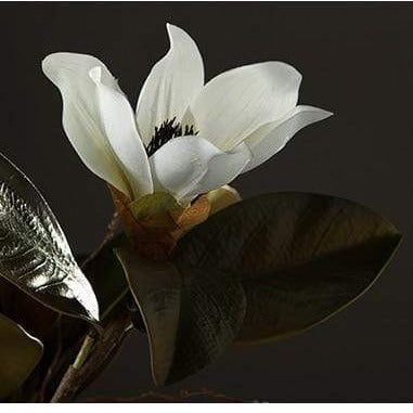 Kukkakoriste Magnolia Kukka Kaunis 5