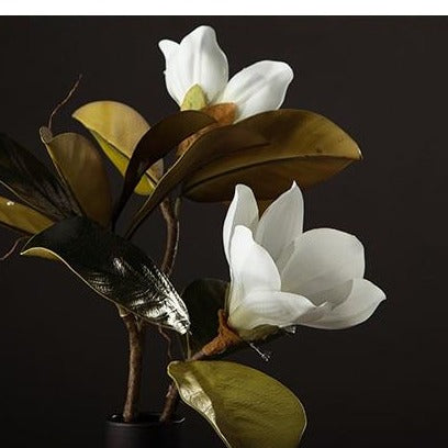 Kukkakoriste Magnolia Kukka Kaunis 6