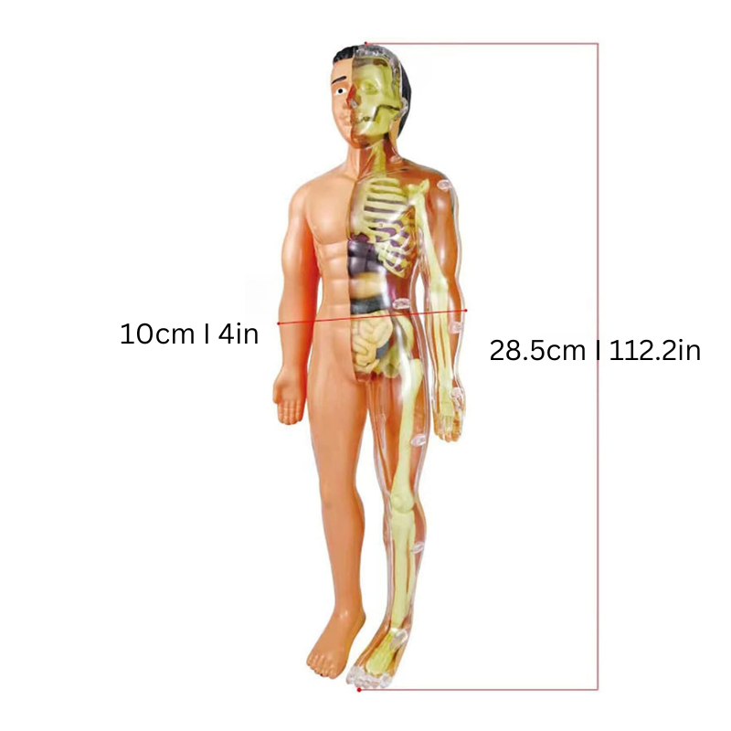 Lasten 3D-anatomiamalli Interaktiivinen Oppimislelu 1