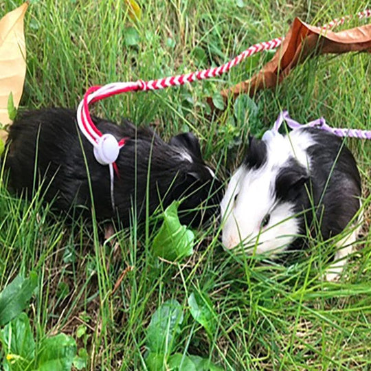 Lemmikkieläinten Talutushihna Hamsterille ja Gerbiilille 5